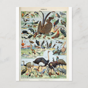 Vintage Birds of the World Postcard
