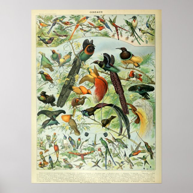Vintage Birds Old Book Illustration Art Poster (Front)
