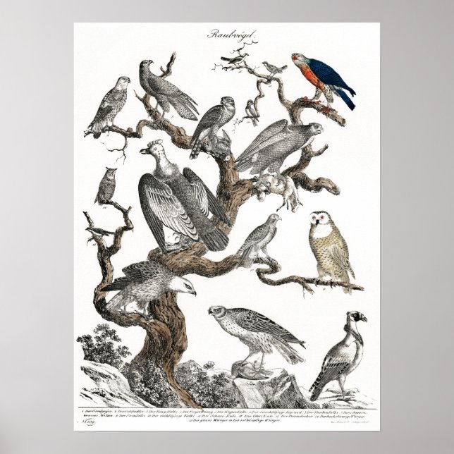 Vintage Birds Old Book Illustration Art Poster (Front)