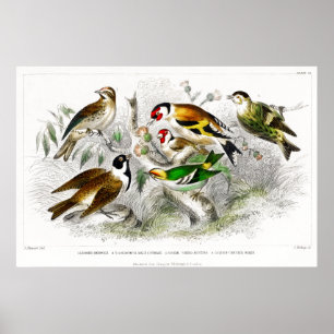 Vintage Birds Old Book Illustration Art Poster