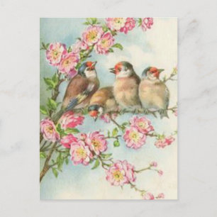 Vintage Birds Postcard