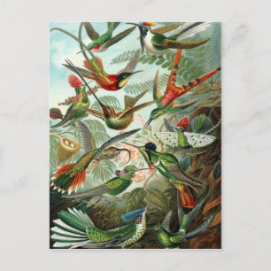 Vintage birds postcard