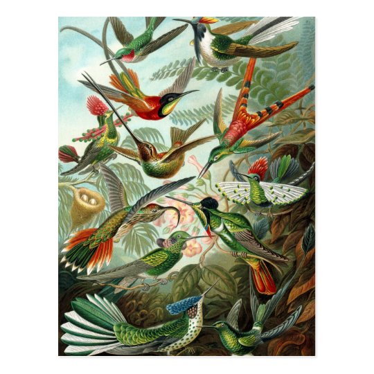 Vintage birds postcard