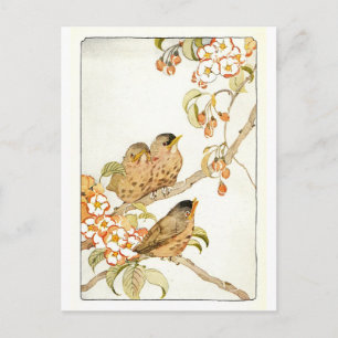 Vintage Birds Postcard