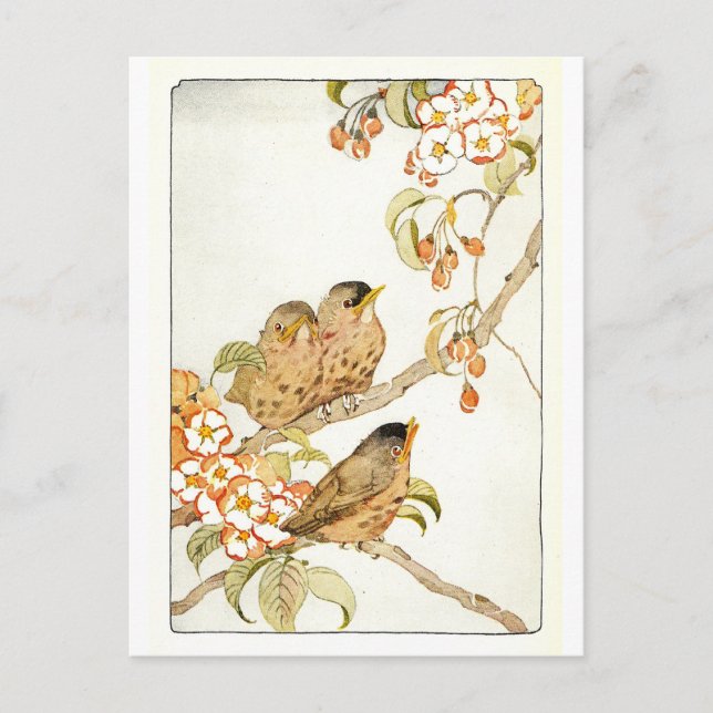 Vintage Birds Postcard (Front)