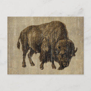 Vintage Bison Postcard