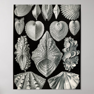 Vintage Bivalve Shells Scientific Illustration Poster
