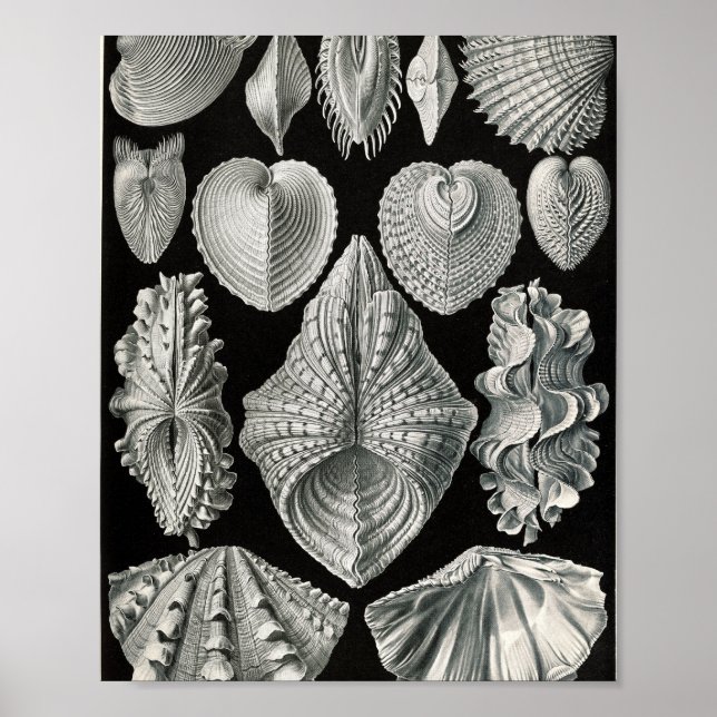 Vintage Bivalve Shells Scientific Illustration Poster (Front)