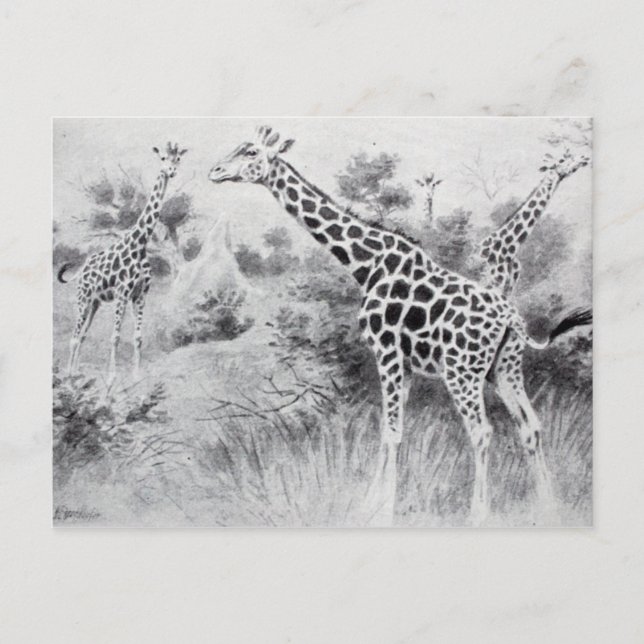 Vintage Black and White Drawing Giraffe Postcard (Front)