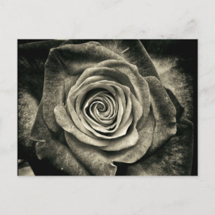 Vintage Black and White Rose Postcard