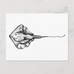 Vintage Black and White Stingray Illustration Postcard