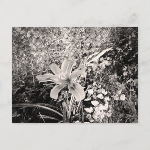Vintage Black And White Tiger Lily Flower Postcard