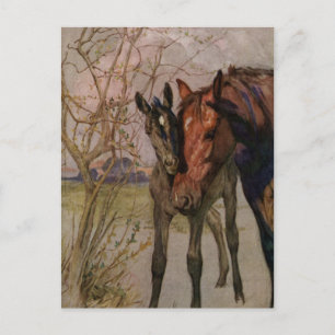 Vintage Black Beauty horse "My Mother and I" Postcard
