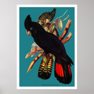 Vintage Black Cockatoo   Elizabeth Gould 1800s Poster