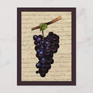Vintage Black Grapes Postcard