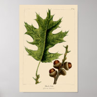 Vintage Black Oak Leaves & Acorns Botanical Art