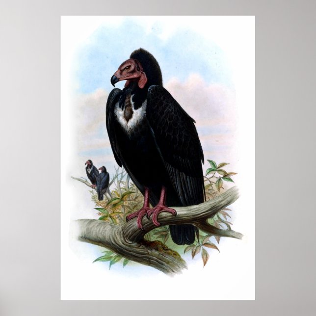 Vintage Black Vulture Bird Poster (Front)