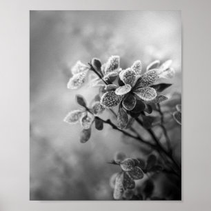 Vintage black & white barberry leaves nature photo poster