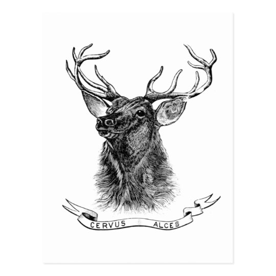 Vintage Black White Deer Head Postcard Zazzle Co Uk Black and white reindeer head silhouette. vintage black white deer head postcard