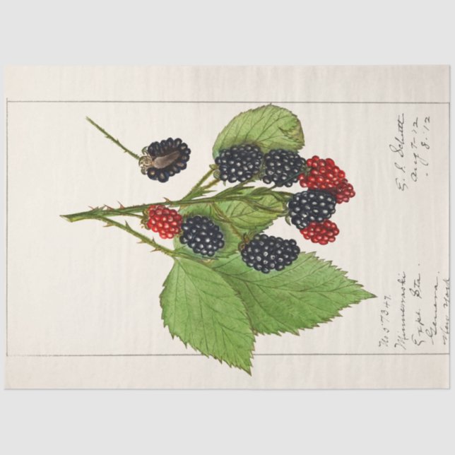 Vintage Blackberries by Ellen Schutt Tissue Paper (Front)