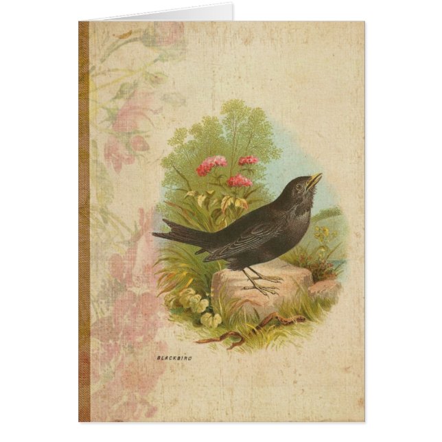 Vintage Blackbird (Front)