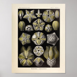 Vintage Blastoidea Colour Ernst Haeckel Art Print