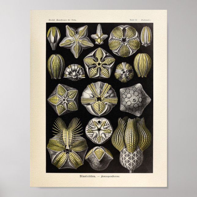 Vintage Blastoidea Colour Ernst Haeckel Art Print (Front)
