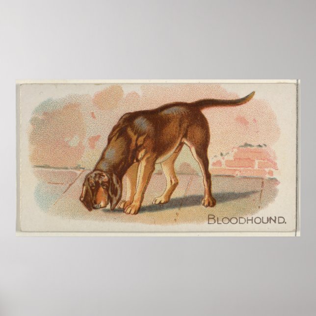 Vintage Bloodhound Dog Illustration (1890) Poster (Front)