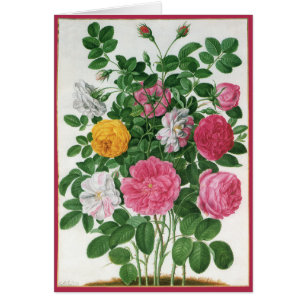 Vintage Blooming Flowers, Spring Garden Roses