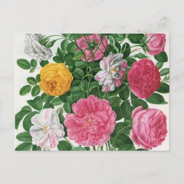 Vintage Blooming Flowers, Spring Garden Roses Postcard (Front)
