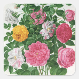 Vintage Blooming Flowers, Spring Garden Roses Square Sticker