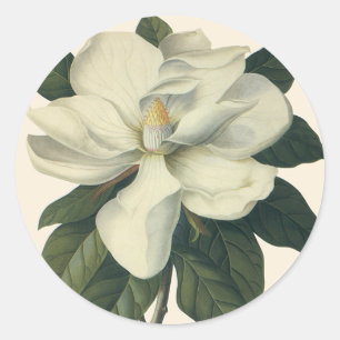Vintage Blooming White Magnolia Blossom Flowers Classic Round Sticker