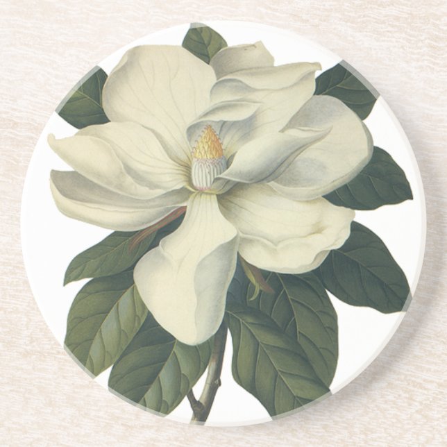 Vintage Blooming White Magnolia Blossom Flowers Coaster (Front)