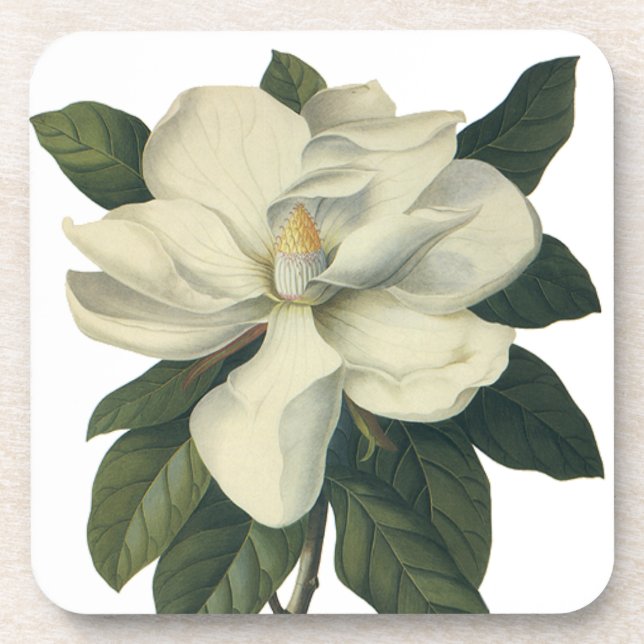 Vintage Blooming White Magnolia Blossom Flowers Coaster (Front)