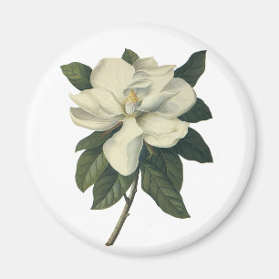 Vintage Blooming White Magnolia Blossom Flowers Magnet