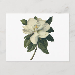 Vintage Blooming White Magnolia Blossom Flowers Postcard