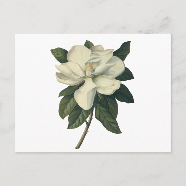 Vintage Blooming White Magnolia Blossom Flowers Postcard (Front)