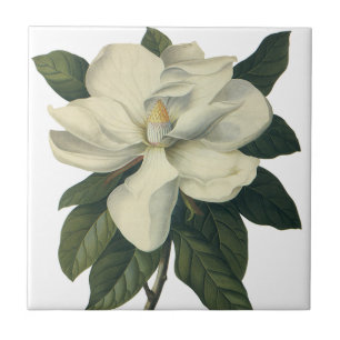 Vintage Blooming White Magnolia Blossom Flowers Tile