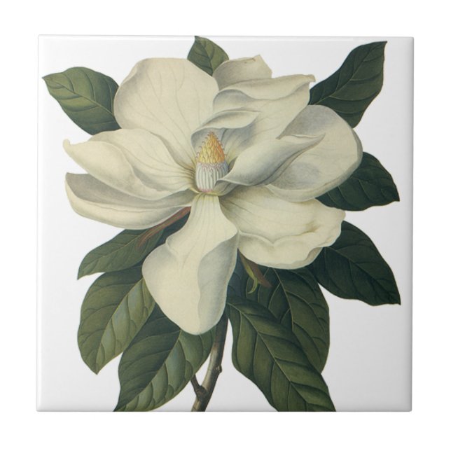 Vintage Blooming White Magnolia Blossom Flowers Tile (Front)