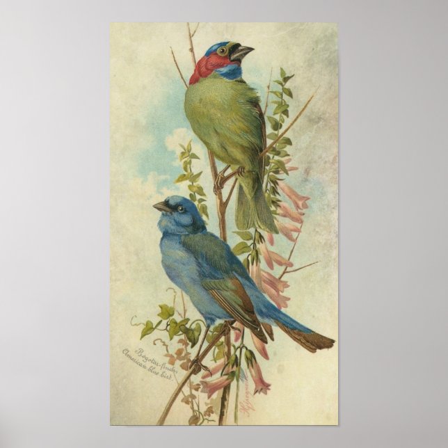 Vintage Blue and Green Birds Poster (Front)