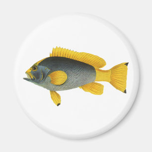 Vintage Blue and Yellow Grouper Fish, Marine Life Magnet