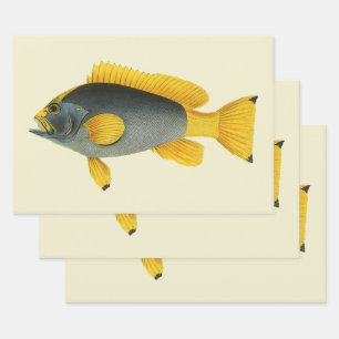 Vintage Blue and Yellow Grouper Fish, Marine Life Wrapping Paper Sheet