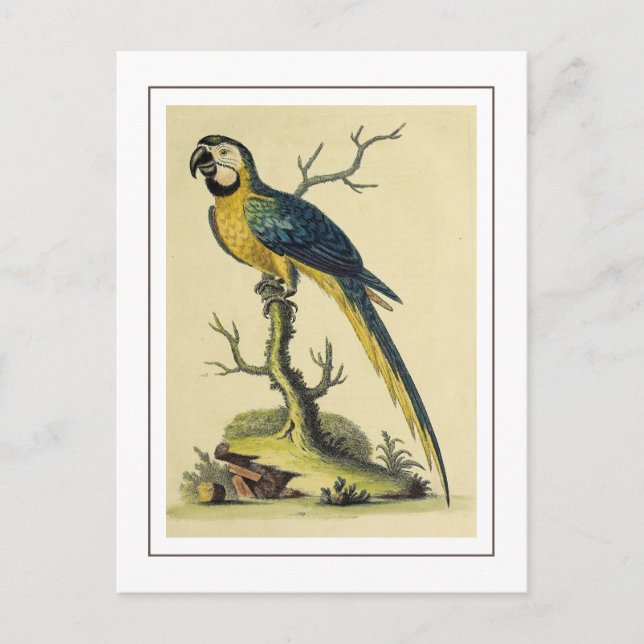  Vintage Blue And Yellow Parrot Bird Illustration Postcard (Front)