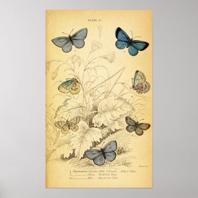 Vintage Blue Butterflies Poster (Front)