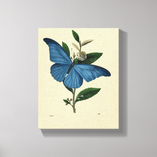 Vintage Blue Butterfly Canvas Print (Front)