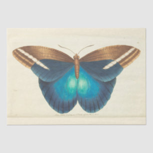 Vintage Blue Butterfly Ephemera Decoupage Teal Tissue Paper