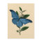 Vintage Blue Butterfly