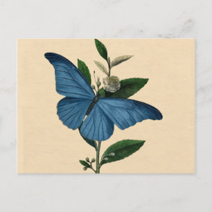 Vintage Blue Butterfly Postcard