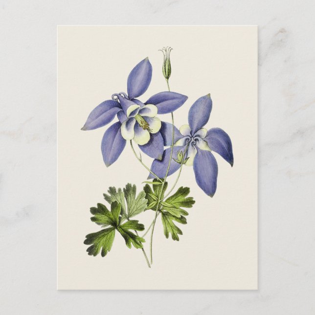 Vintage Blue Columbine Flower Illustration Postcard (Front)
