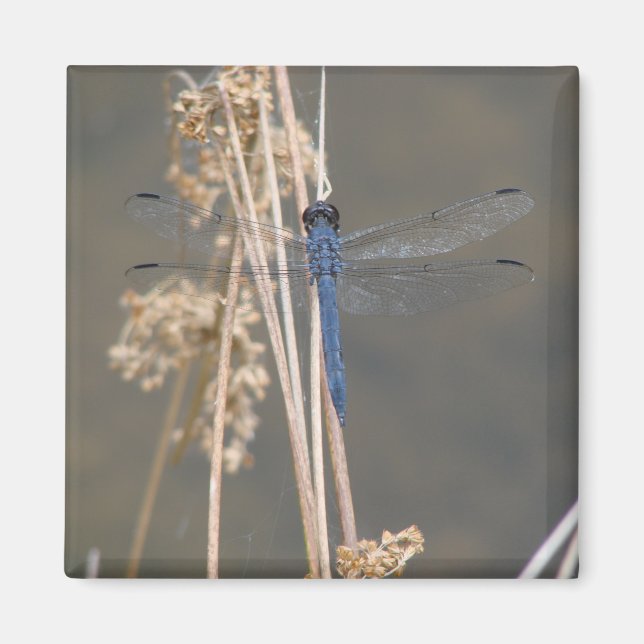 Vintage Blue Dragonfly Botanical Fine Art Magnet (Front)